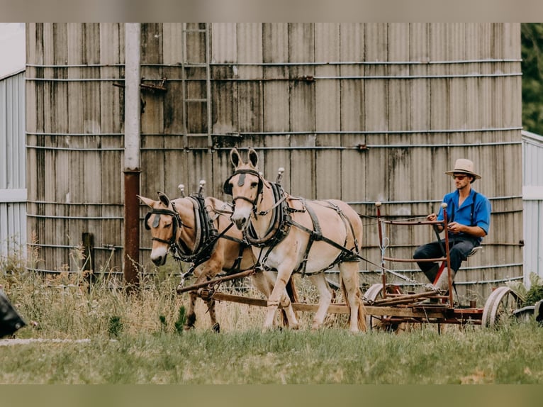 American Quarter Horse Ruin 17 Jaar 132 cm Palomino in Flemingsburg kY