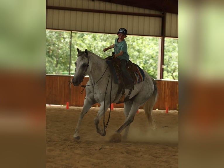 American Quarter Horse Ruin 17 Jaar 147 cm Schimmel in Quitman AR