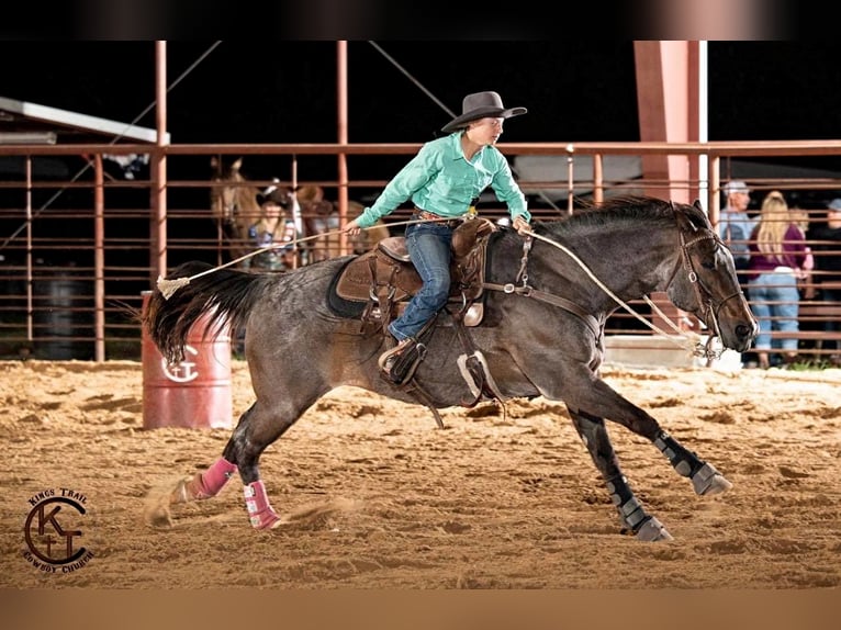 American Quarter Horse Ruin 17 Jaar 152 cm Roan-Bay in ravenna TX