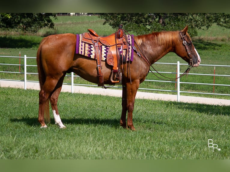 American Quarter Horse Ruin 17 Jaar 152 cm Roodvos in Moutain Grove