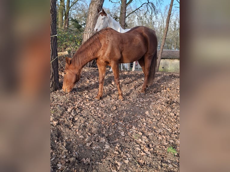 American Quarter Horse Ruin 17 Jaar 154 cm Vos in Haselünne