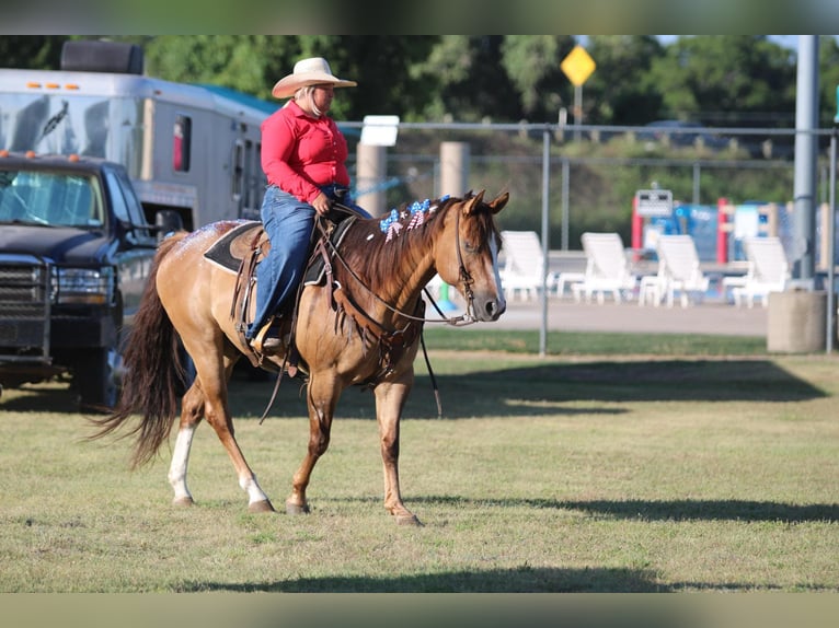 American Quarter Horse Ruin 17 Jaar 155 cm Falbe in Stephensville TX