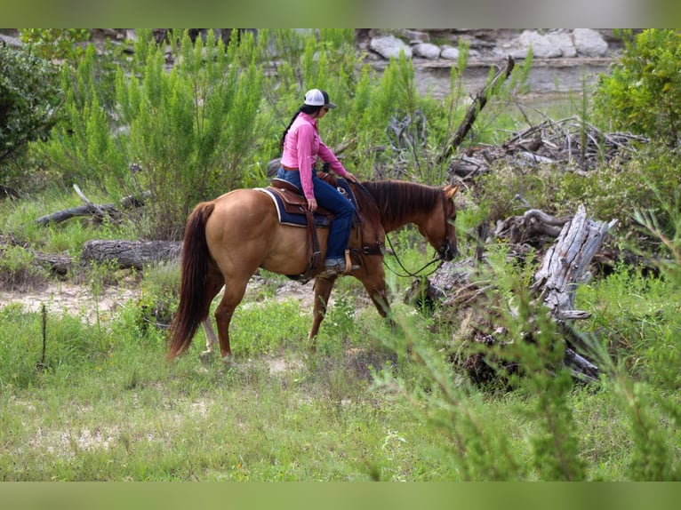 American Quarter Horse Ruin 17 Jaar 155 cm Falbe in Stephensville TX
