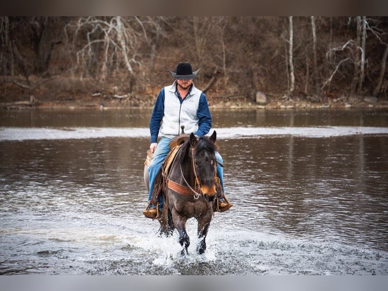 American Quarter Horse Ruin 17 Jaar 155 cm Roan-Bay in Middletown OH