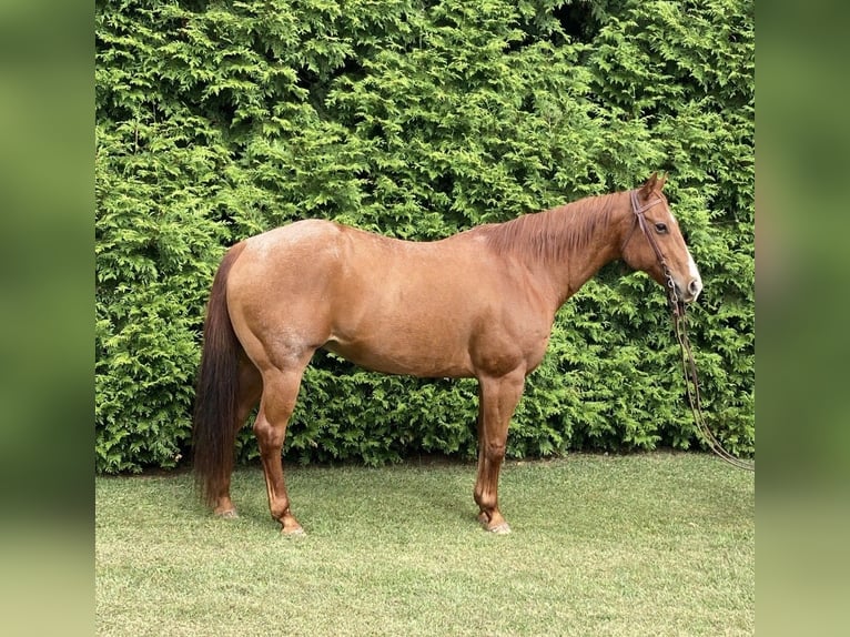American Quarter Horse Ruin 17 Jaar 155 cm Roan-Red in Royersford