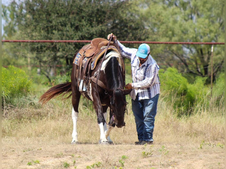 American Quarter Horse Ruin 17 Jaar 155 cm Tobiano-alle-kleuren in Stephenville TX