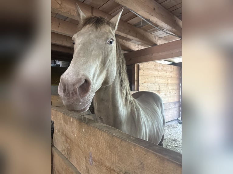 American Quarter Horse Ruin 17 Jaar 156 cm Falbe in Regau