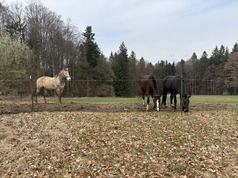 American Quarter Horse Ruin 17 Jaar 156 cm Falbe in Regau