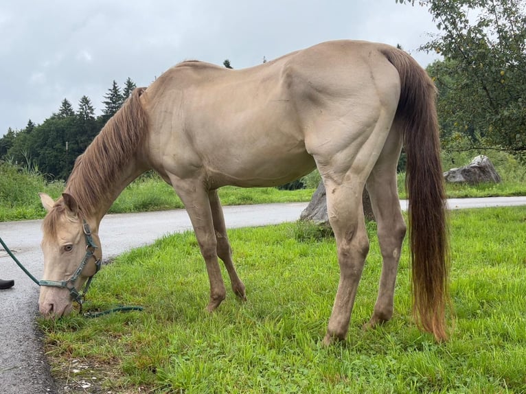 American Quarter Horse Ruin 17 Jaar 156 cm Falbe in Regau