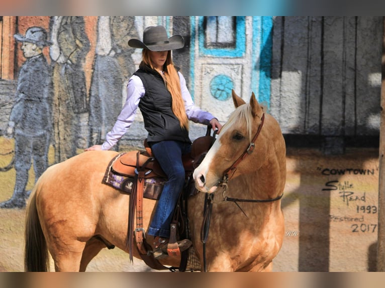 American Quarter Horse Ruin 17 Jaar 157 cm Palomino in Weatherford TX