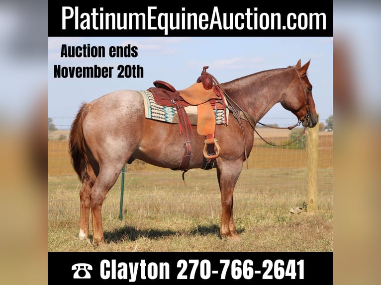 American Quarter Horse Ruin 17 Jaar 160 cm Roan-Red in Sanora KY