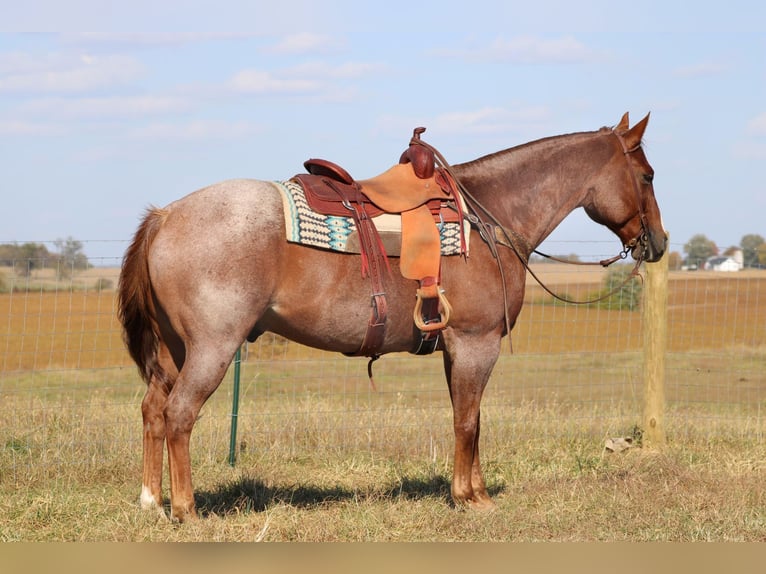 American Quarter Horse Ruin 17 Jaar 160 cm Roan-Red in Sanora KY