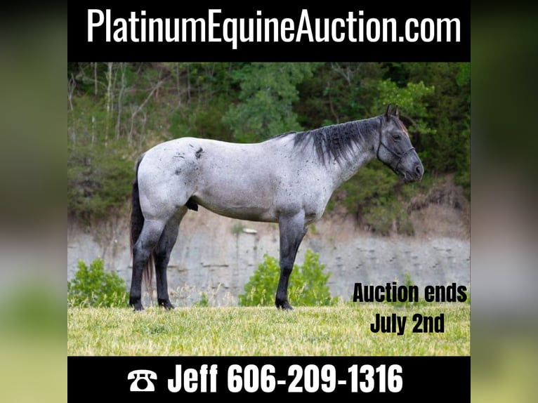 American Quarter Horse Ruin 17 Jaar 163 cm Roan-Blue in Middletown OH