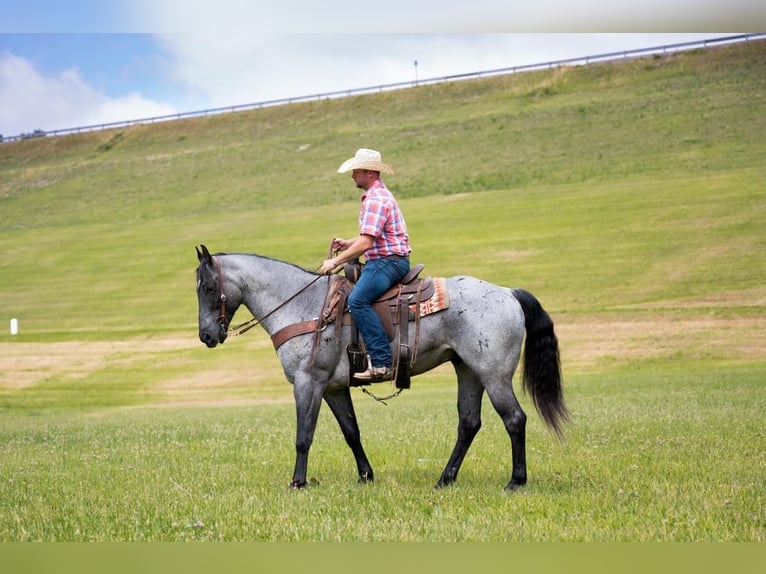 American Quarter Horse Ruin 17 Jaar 163 cm Roan-Blue in Middletown OH