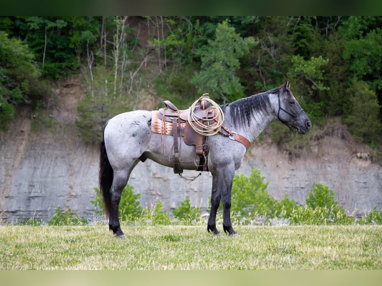 American Quarter Horse Ruin 17 Jaar 163 cm Roan-Blue in Middletown OH