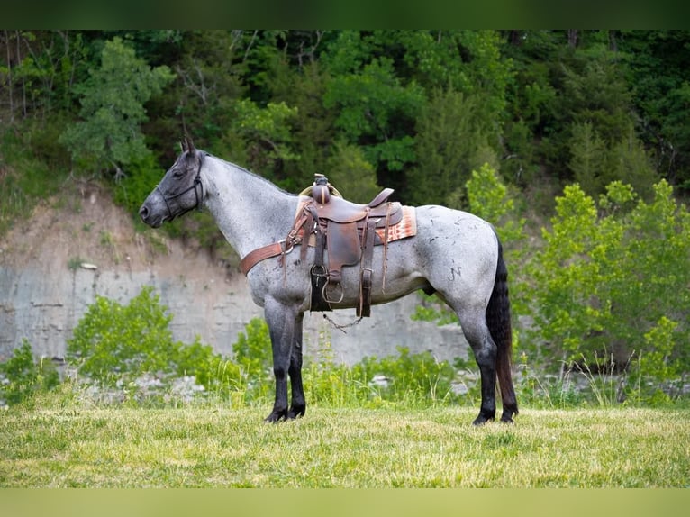 American Quarter Horse Ruin 17 Jaar 163 cm Roan-Blue in Middletown OH