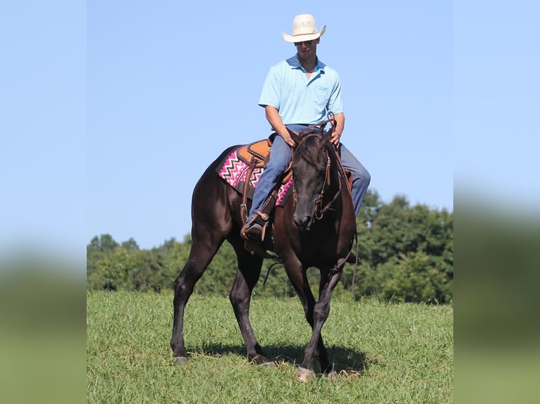 American Quarter Horse Ruin 17 Jaar 163 cm Zwart in Mount Vernon KY