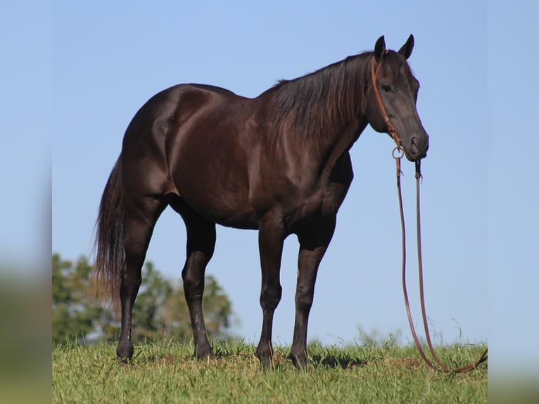 American Quarter Horse Ruin 17 Jaar 163 cm Zwart in Mount Vernon KY