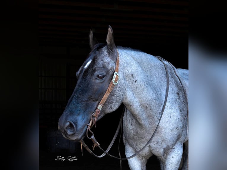 American Quarter Horse Ruin 17 Jaar 165 cm Roan-Blue in Greenville Ky