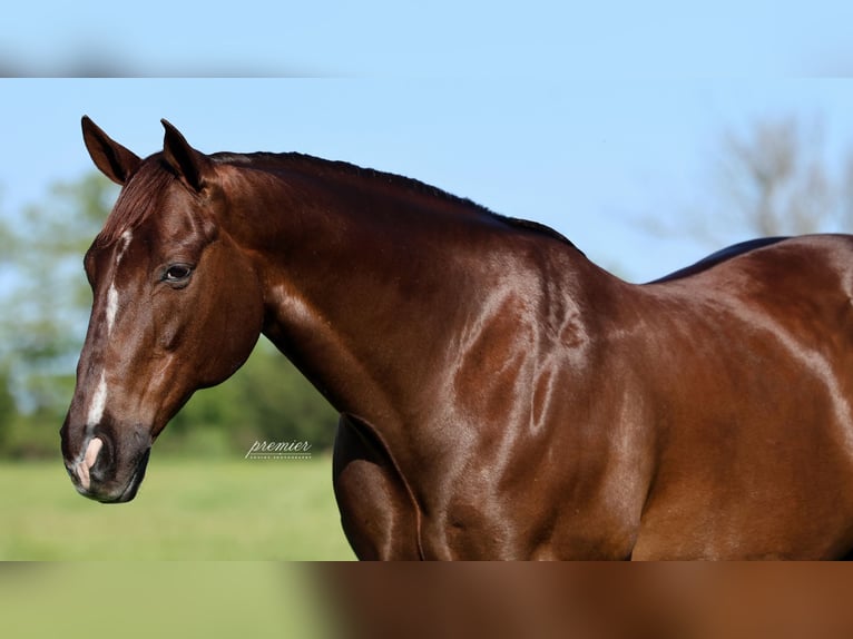 American Quarter Horse Ruin 17 Jaar Donkere-vos in Buffalo