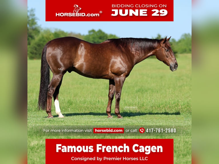American Quarter Horse Ruin 17 Jaar Donkere-vos in Buffalo