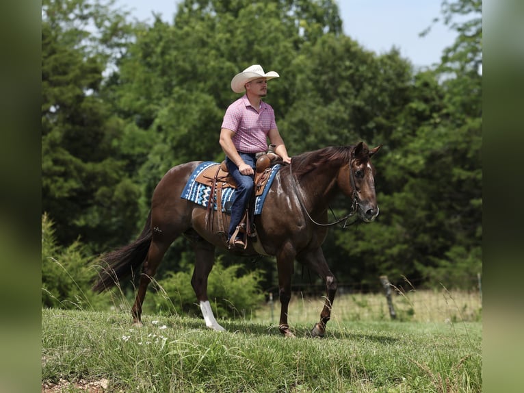 American Quarter Horse Ruin 17 Jaar Donkere-vos in Buffalo