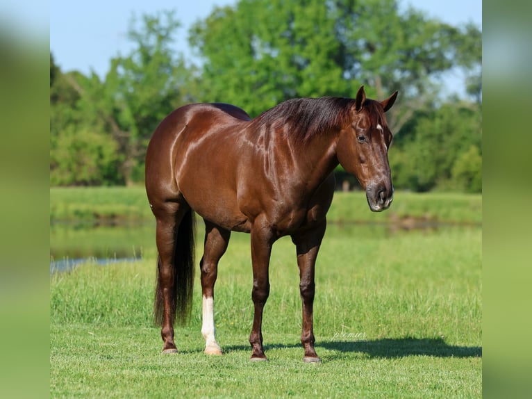 American Quarter Horse Ruin 17 Jaar Donkere-vos in Buffalo