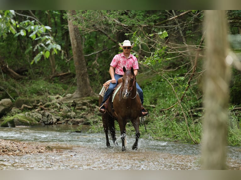 American Quarter Horse Ruin 17 Jaar Donkere-vos in Buffalo