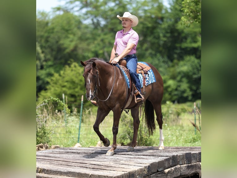 American Quarter Horse Ruin 17 Jaar Donkere-vos in Buffalo
