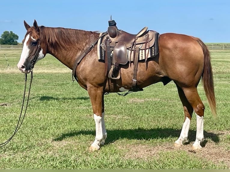 American Quarter Horse Ruin 17 Jaar Overo-alle-kleuren in Pilot point TX