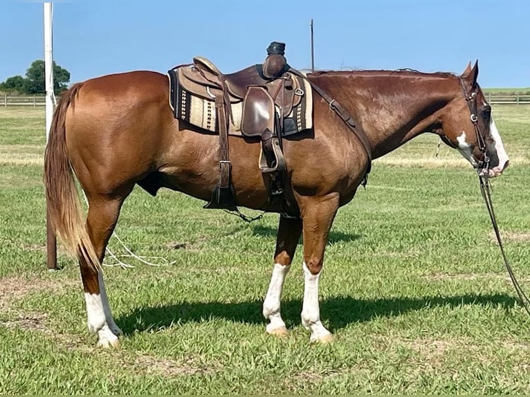 American Quarter Horse Ruin 17 Jaar Overo-alle-kleuren in Pilot point TX