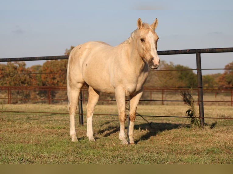 American Quarter Horse Ruin 17 Jaar Palomino in Canton TX