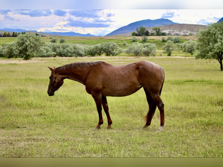 American Quarter Horse Ruin 17 Jaar Roan-Red in Stephenville TX