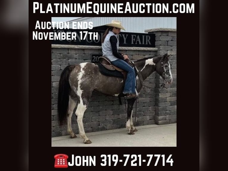 American Quarter Horse Ruin 18 Jaar 142 cm Grullo in Lisbon IA