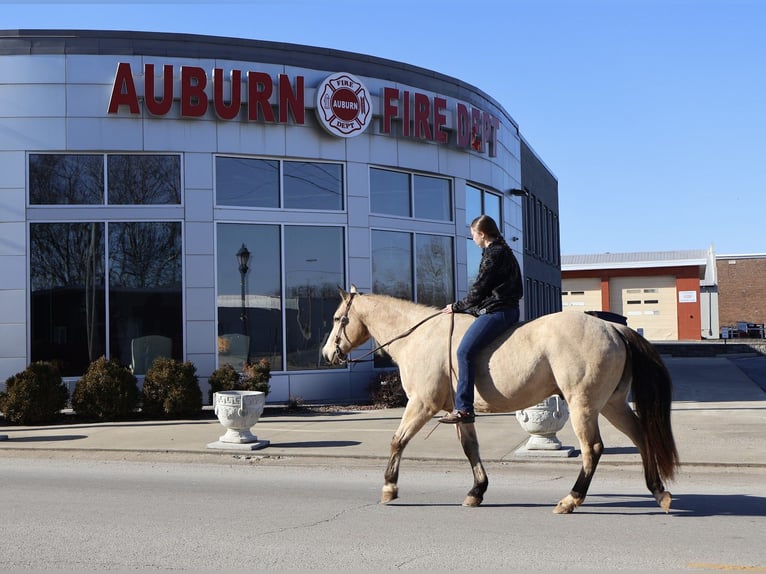 American Quarter Horse Ruin 18 Jaar 150 cm Buckskin in Auburn