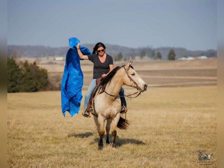 American Quarter Horse Ruin 18 Jaar 150 cm Buckskin in Auburn