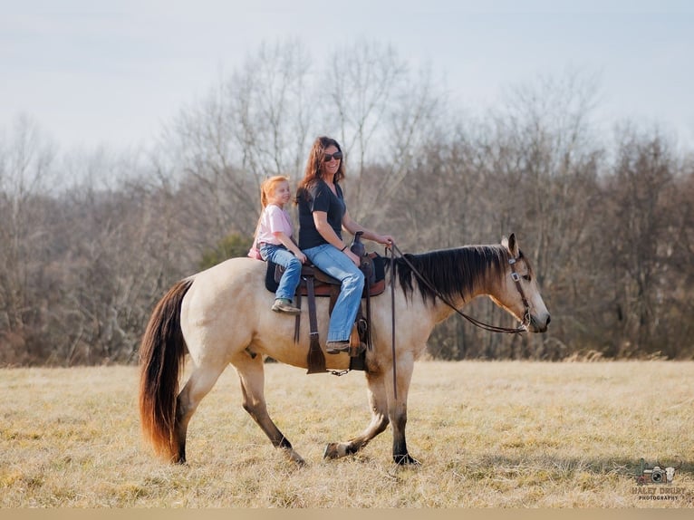 American Quarter Horse Ruin 18 Jaar 150 cm Buckskin in Auburn