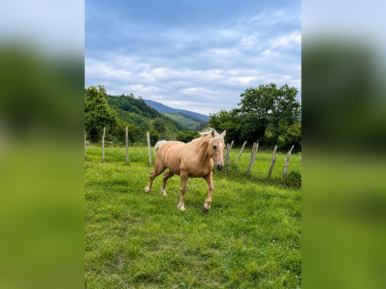 American Quarter Horse Mix Ruin 18 Jaar 151 cm Palomino in Asturias