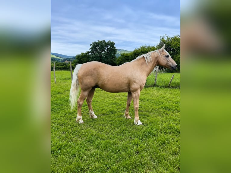 American Quarter Horse Mix Ruin 18 Jaar 151 cm Palomino in Asturias