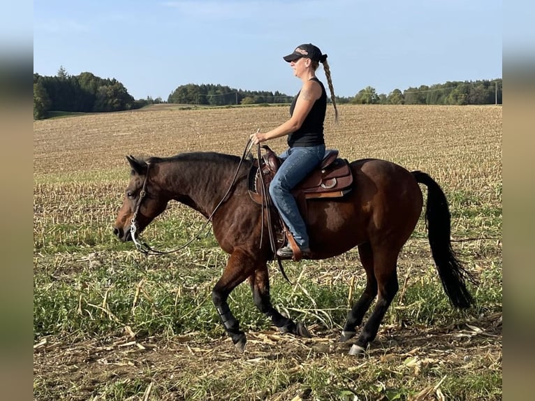 American Quarter Horse Ruin 18 Jaar 152 cm Bruin in Herrsching am AmmerseeHerrsching