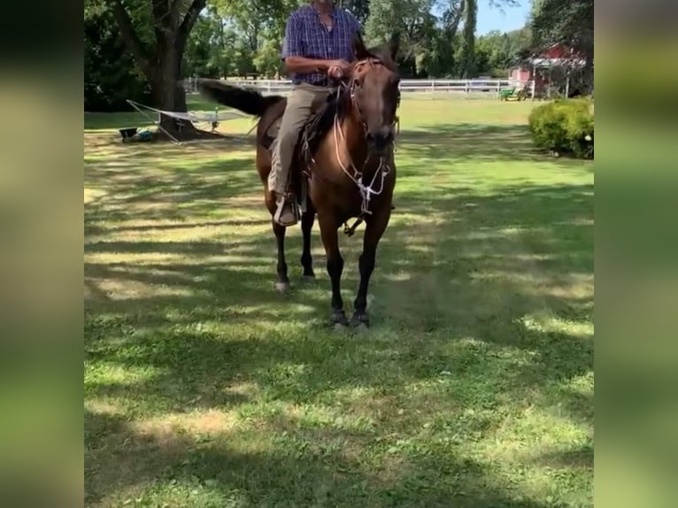 American Quarter Horse Ruin 18 Jaar 152 cm Falbe in Millstone Township