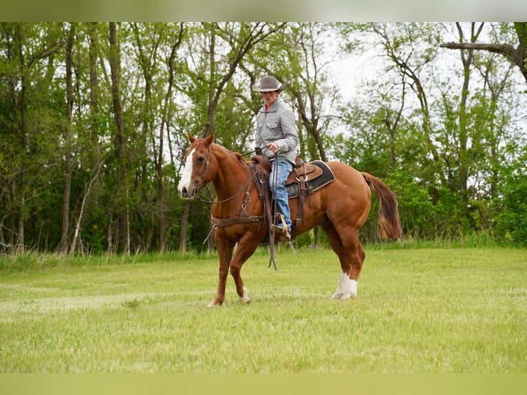 American Quarter Horse Ruin 18 Jaar 152 cm Roodvos in Corsica