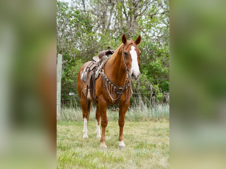 American Quarter Horse Ruin 18 Jaar 152 cm Roodvos in Corsica