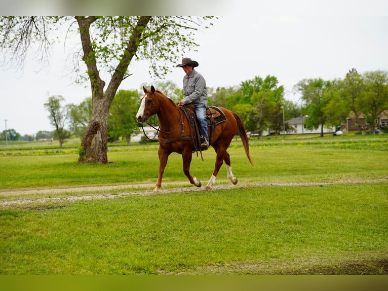 American Quarter Horse Ruin 18 Jaar 152 cm Roodvos in Corsica
