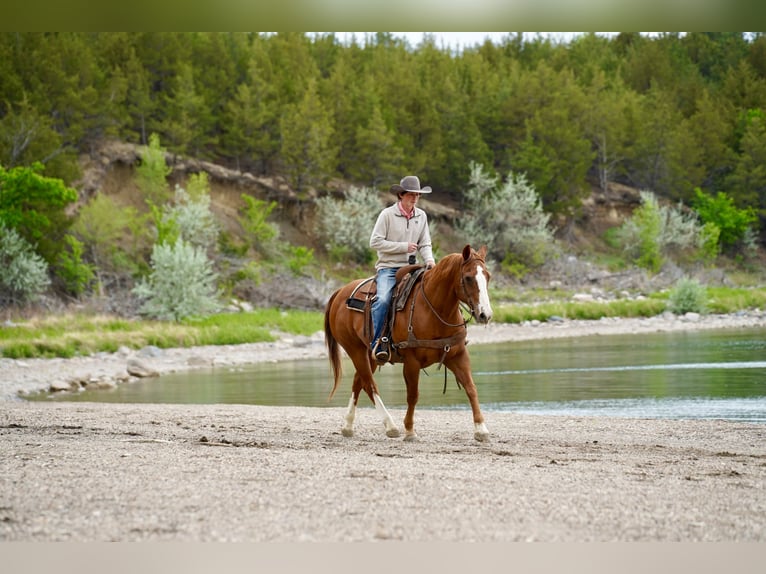 American Quarter Horse Ruin 18 Jaar 152 cm Roodvos in Corsica