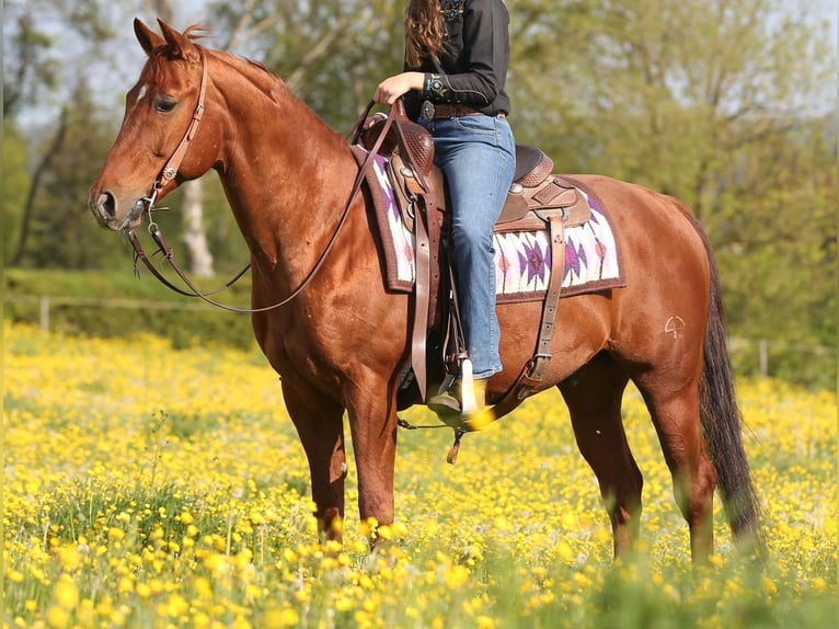 American Quarter Horse Ruin 18 Jaar 152 cm Vos in Holzgerlingen