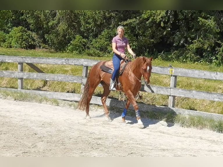 American Quarter Horse Ruin 18 Jaar 160 cm Vos in Grassau