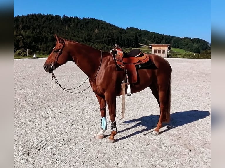 American Quarter Horse Ruin 18 Jaar 160 cm Vos in Grassau