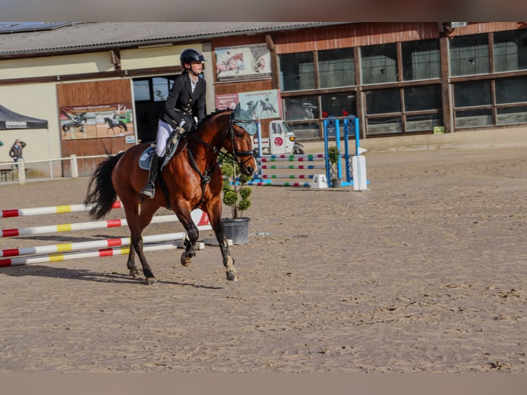 American Quarter Horse Ruin 18 Jaar 164 cm Bruin in Eichenbühl