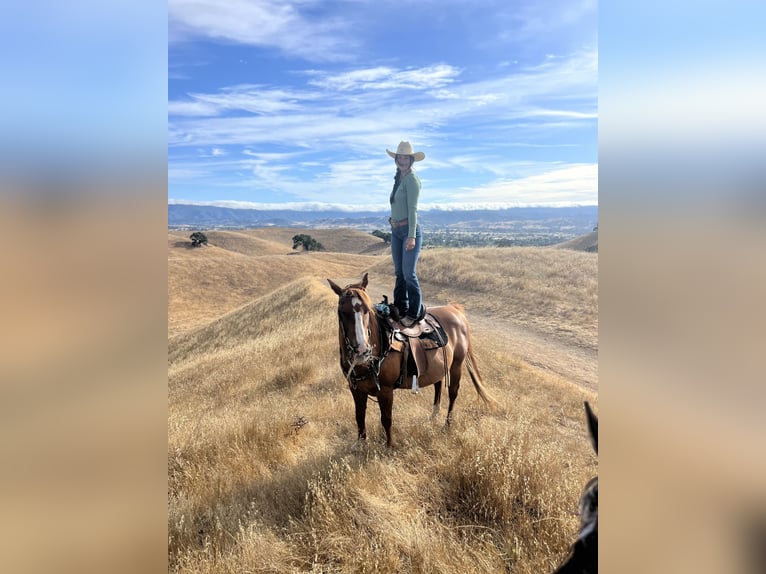 American Quarter Horse Ruin 18 Jaar Roodvos in San Martin